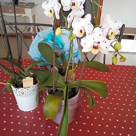 Oda ve Kahvaltı L'orchidea Di Ale