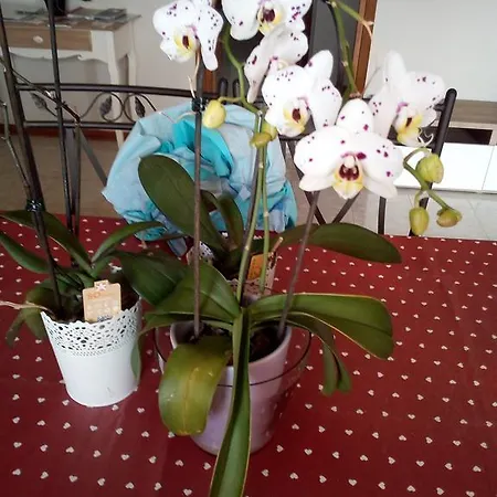 L'orchidea Di Ale 3*