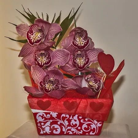 L'orchidea Di Ale 3*